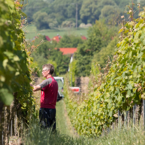 Weinberge_Kronsberg_Weinbergsarbeit01.jpg