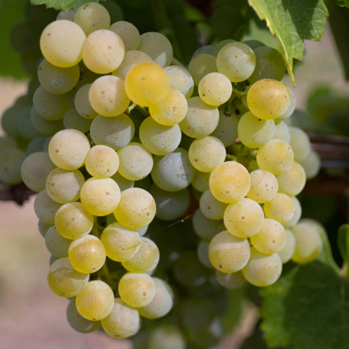 Lutz_Silvaner-6935w.jpg