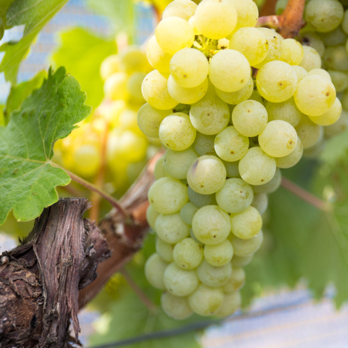 Lutz_Bacchus-6949w.jpg